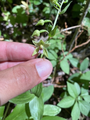خربقی ایرانی (نوعی ارکیده)، (Epipactis persica)
