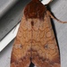 Rosewing Moth - Photo (c) Laura Gaudette, some rights reserved (CC BY)