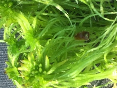 Sphagnum squarrosum