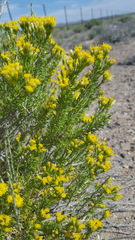 Tetradymia glabrata
