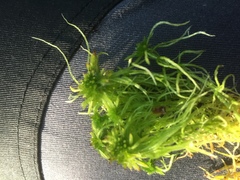 Sphagnum squarrosum
