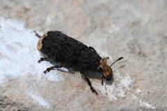 Platyrhinus resinosus