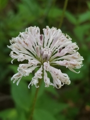 Marshallia trinervia