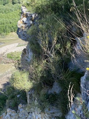 (c) Илья Руденко, some rights reserved (CC BY) Ephedra procera, photograph (c) Илья Руденко, some rights reserved (CC BY)