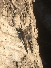 Leucorrhinia rubicunda