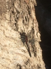 Leucorrhinia rubicunda