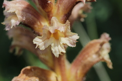 Orobanche lutea