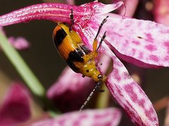 Stethopachys formosa