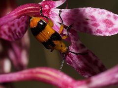 Stethopachys formosa