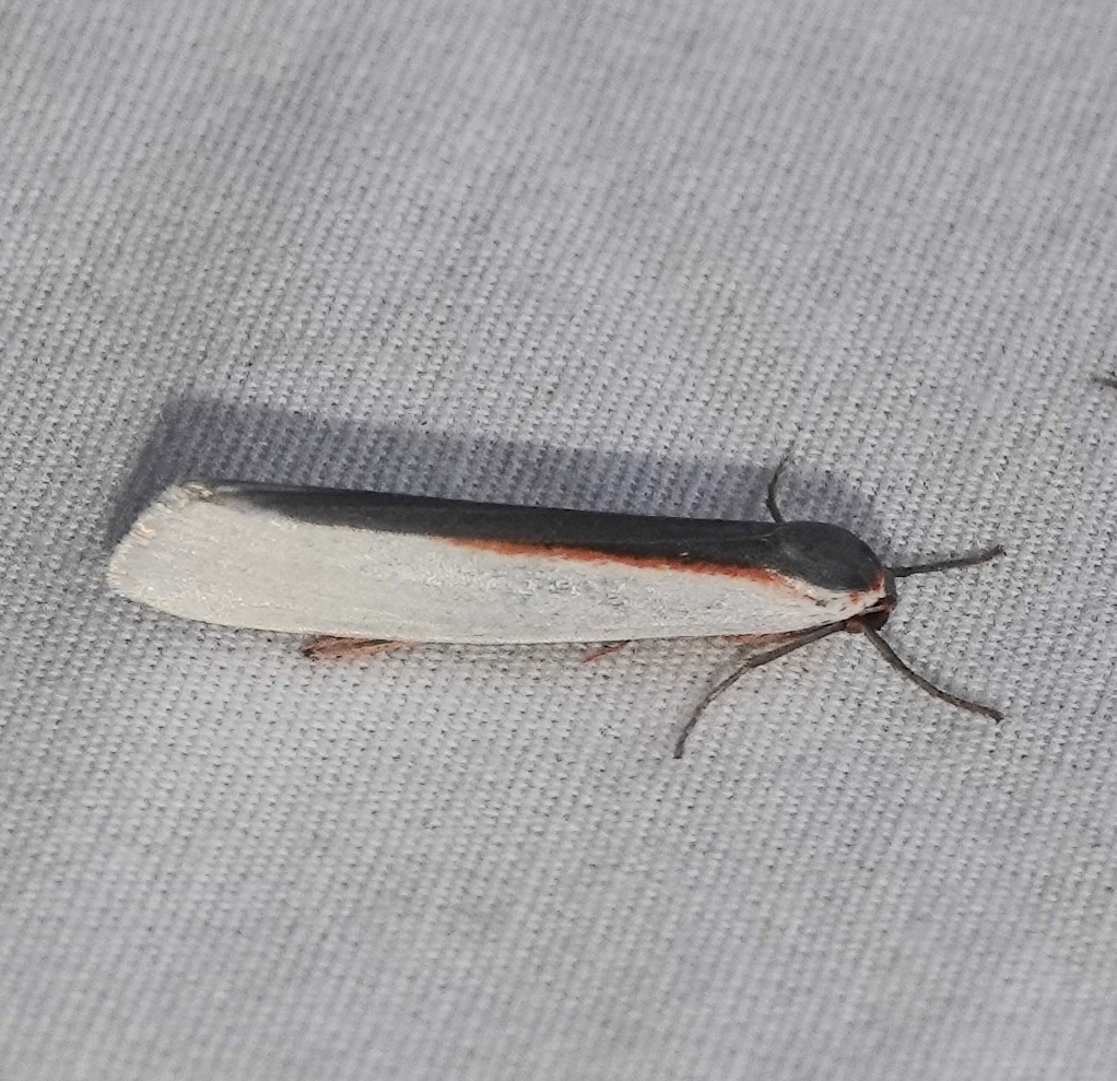 Agylla separata