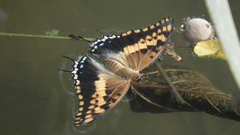Charaxes saturnus