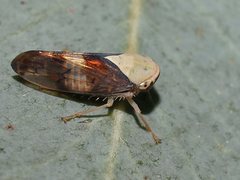 Brunotartessus fulvus