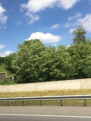 Robinia pseudoacacia