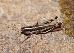 Macrotona securiformis