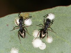 Dolichoderus scabridus