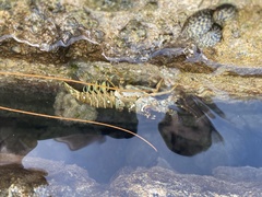 Caribbean spiny lobster