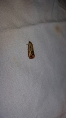 Olethreutes hamameliana