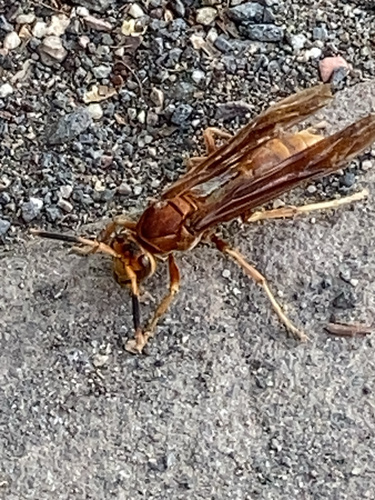 Kaibab Paper Wasp photo 2