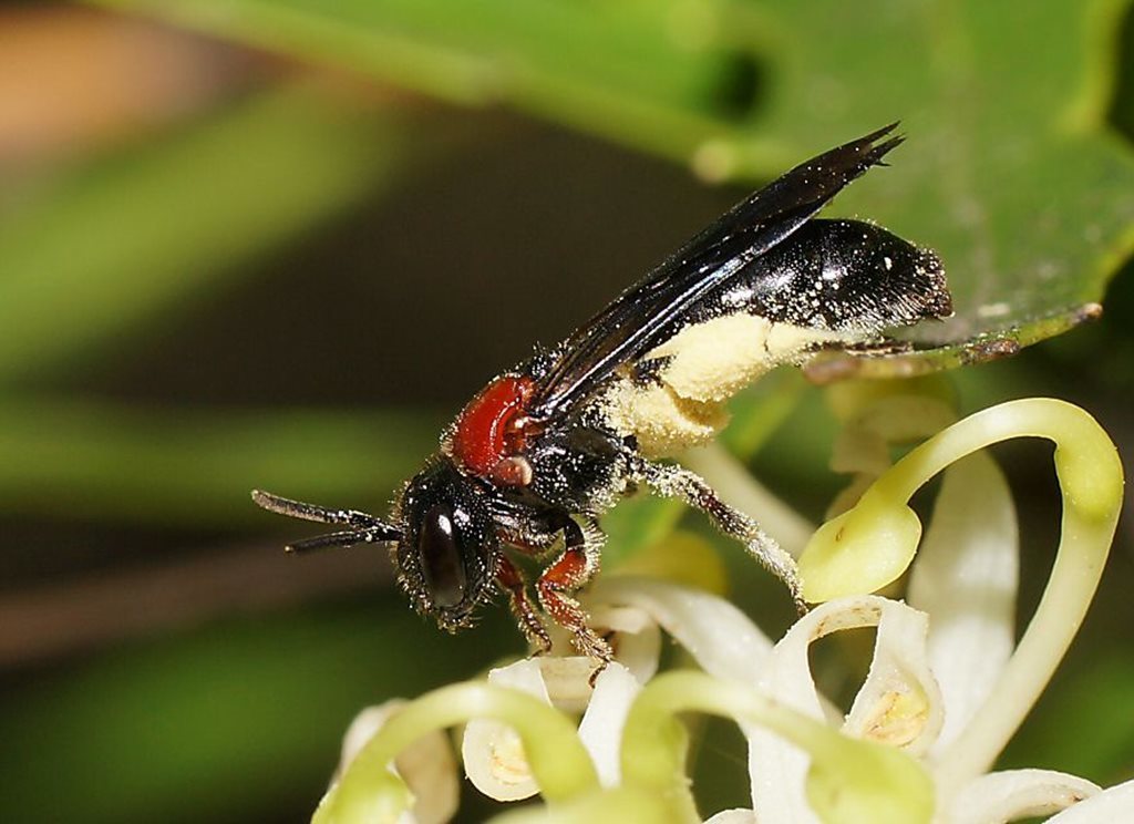 Littler's Callomelitta