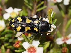 Castiarina octospilota