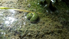 Whitmania edentula