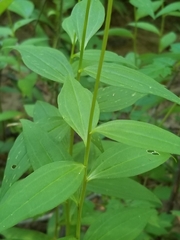 Marshallia trinervia