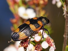 Castiarina thomsoni