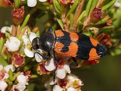 Castiarina thomsoni