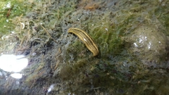 Whitmania pigra