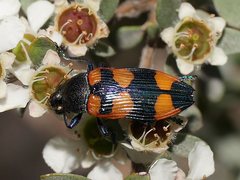 Castiarina thomsoni