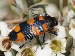 Castiarina thomsoni