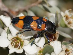 Castiarina thomsoni