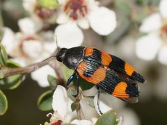 Castiarina thomsoni