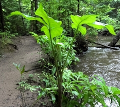 Arisaema stewardsonii