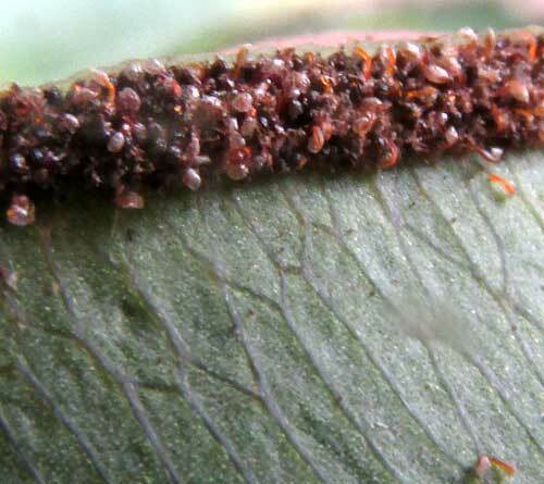 Elephant-Leaf Brake (Pteris grandifolia)