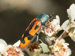 Castiarina scalaris
