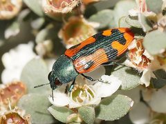 Castiarina scalaris