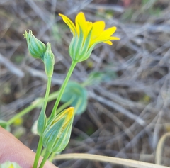 Blackstonia acuminata