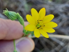Blackstonia acuminata