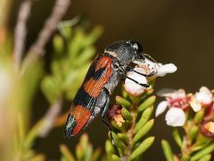 Castiarina delectabilis