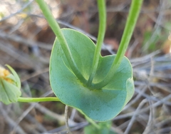 Blackstonia acuminata