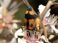 Castiarina delectabilis