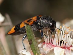 Castiarina delectabilis
