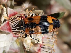 Castiarina delectabilis