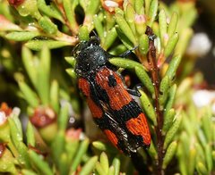 Castiarina delectabilis