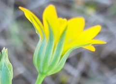 Blackstonia acuminata