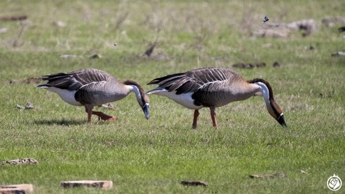 Swan Goose