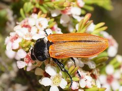 Castiarina rufipennis