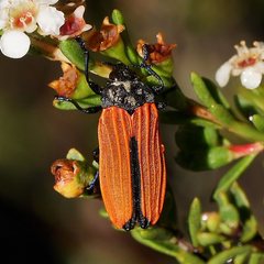 Castiarina nasuta