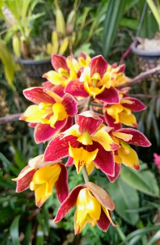 Lueddemannia